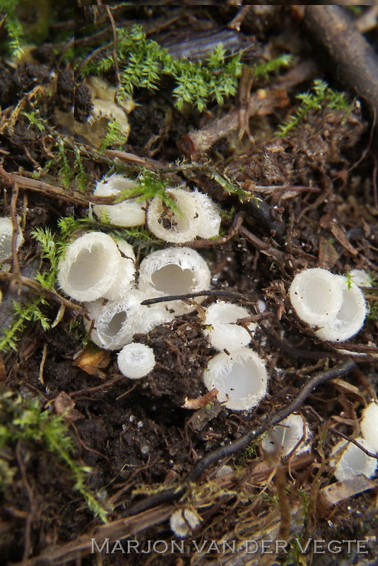 Wit viltkogeltje - Leucoscypha leucotricha